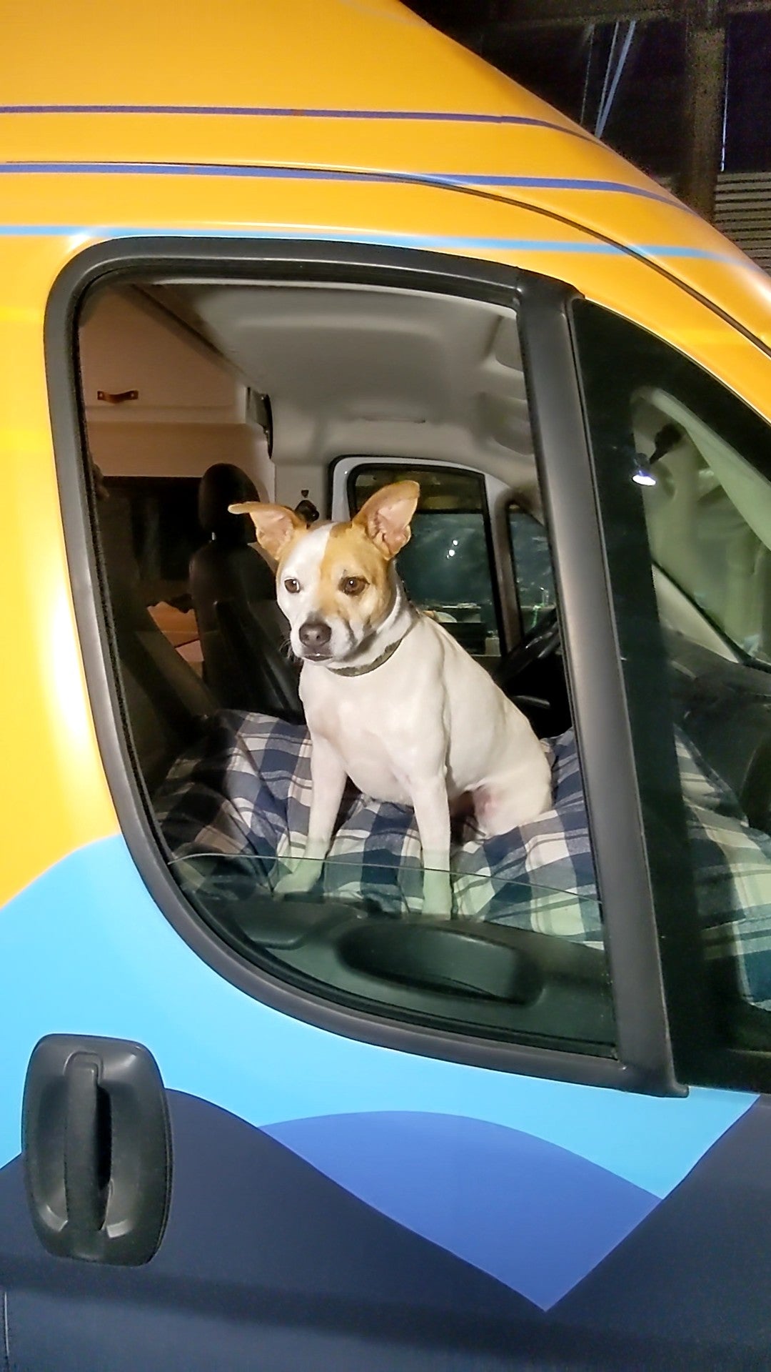 Pawssenger Seat - Presale 15% off use discount code: presale